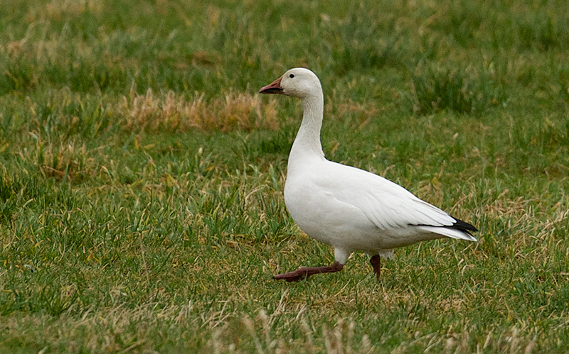 Snøgås - Snow Goose (Anser caerulescens).jpg